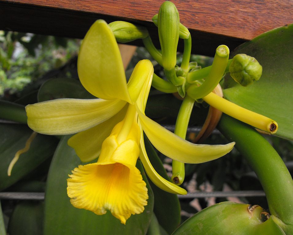 Vanilla plant in flower