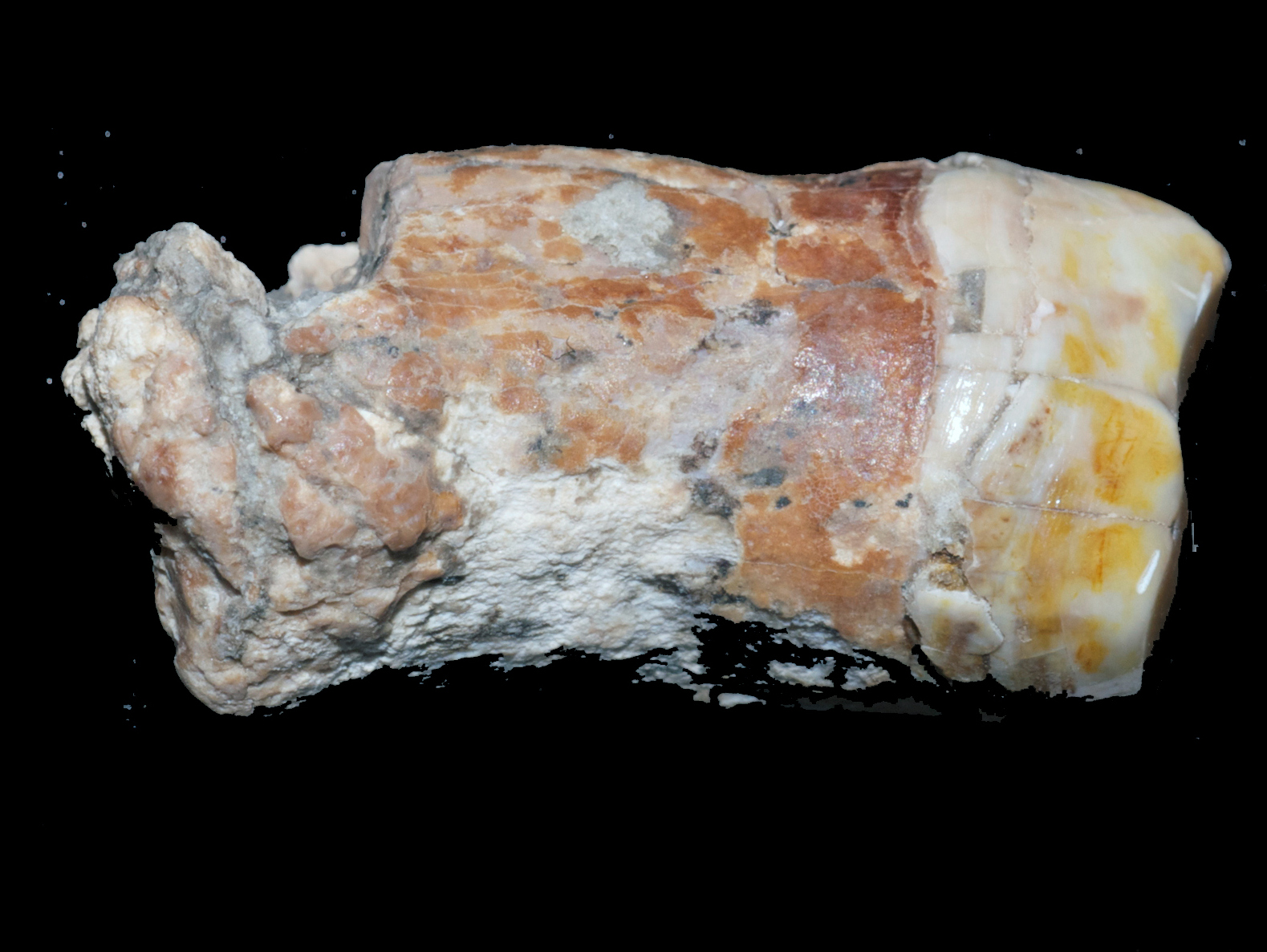 Molar from Ein Qashish, which prehistorians claim belonged to a Neanderthal