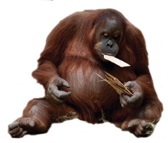 Orangutan eating matza at the Ramat Gan Safari
