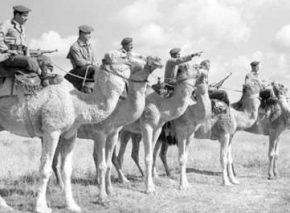 פרשי הגמלים גששים בדואים 24 נובמבר 1953
