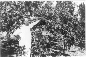 Holzman’s experimental orchard was moved to Rehovot, and some of its transplants still bear fruit today. The self-styled mining engineer and botanist examining a fruit tree