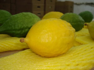 Sought after for their relative smoothness and rich yellow coloring, diamente citrons are native to the Italian coast as well as Corsica, Sicily, and Sardinia. The species was transplanted to Ottoman Palestine with Rabbi Abraham Isaac Hakohen Kook’s encouragement | Photo: Bcohn